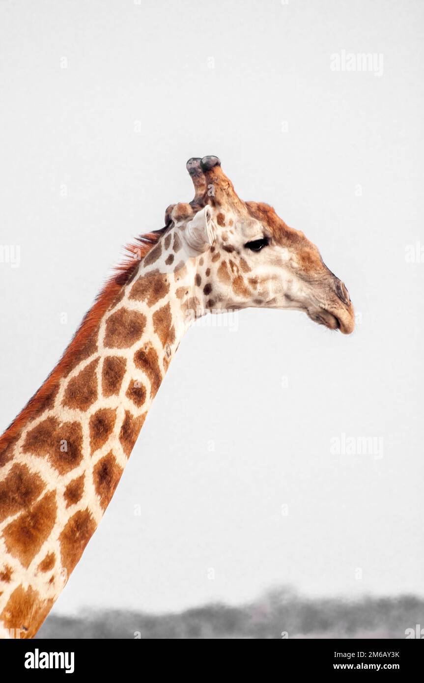 Nahaufnahme Foto von Hals und Gesicht einer Giraffe. Stockfoto