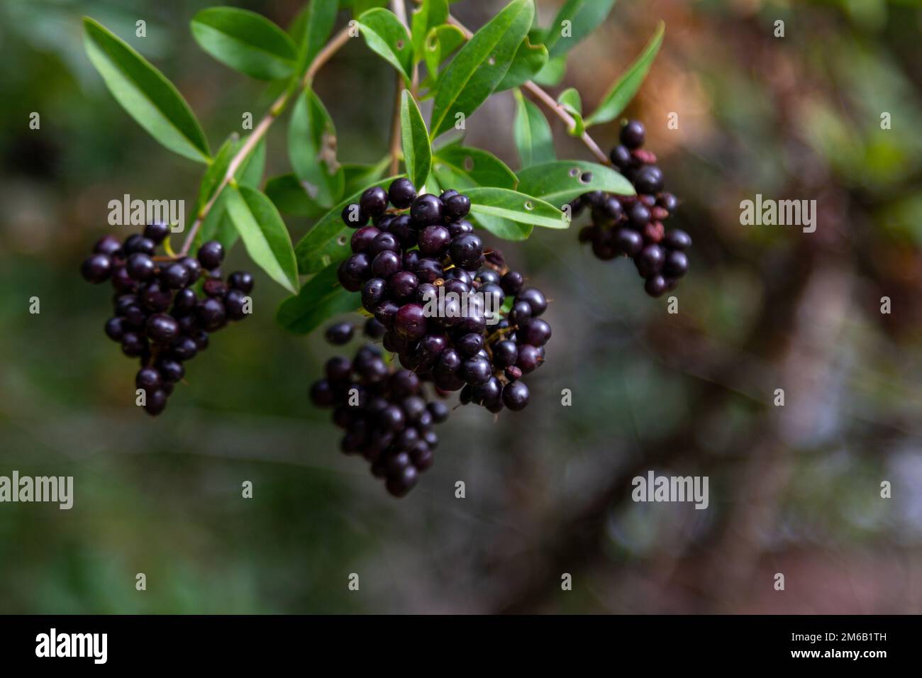 Nahaufnahme der schwarzen Beeren auf den Brunches eines Busches wilder Ente (Ligustrum vulgare), der im Garten wächst Stockfoto