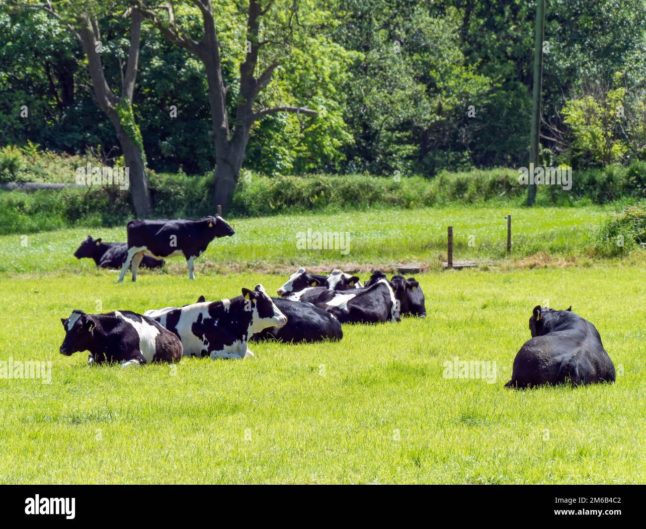 Mehrere Kühe und ein schwarzer Stier liegen an einem sonnigen Frühlingstag auf einer grünen Wiese. Rinder auf Freilandhaltung. Ökologischer Bauernhof, Landschaft. Schwarz-weiße Kuh Lyi Stockfoto