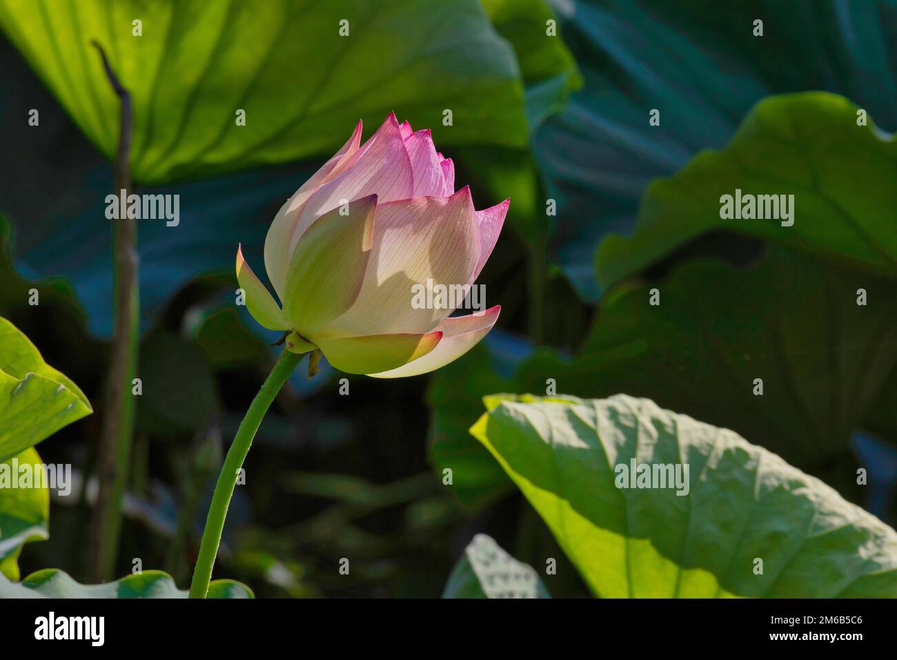 Lotus, Krasnodar, Russland Stockfoto