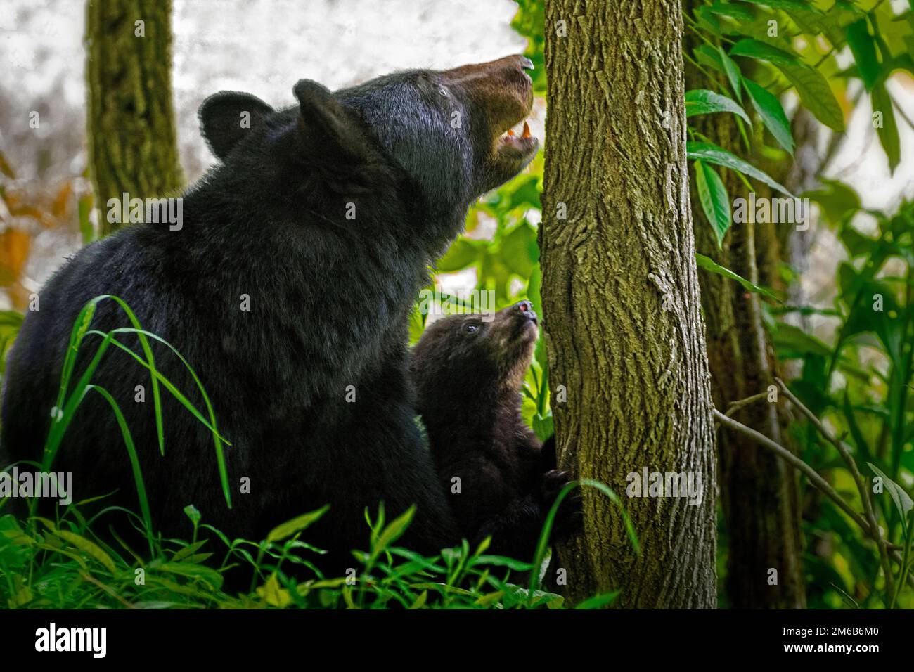 Ein Mutterbär gibt einem jungen Jungen eine Lektion im Klettern auf Bäume. Gleich nachdem dieses Foto gemacht wurde, ging Junior auf den Baum. Dieses Foto wurde in ziemlich l aufgenommen Stockfoto