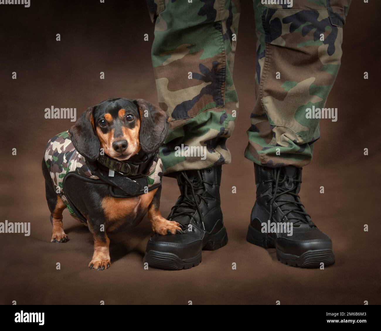 Ein süßer Mini-Dackel in Camouflage steht neben den Füßen und Beinen eines Soldaten mit Schaufensterpuppe. Der Hund hat einen seiner Füße auf dem Stiefel. Stockfoto