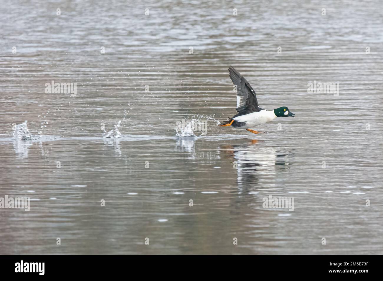 GoldenEye (Bucephala clangula) inmitten eines laufenden Starts auf dem Fluss Tay, Perth, Schottland. Stockfoto
