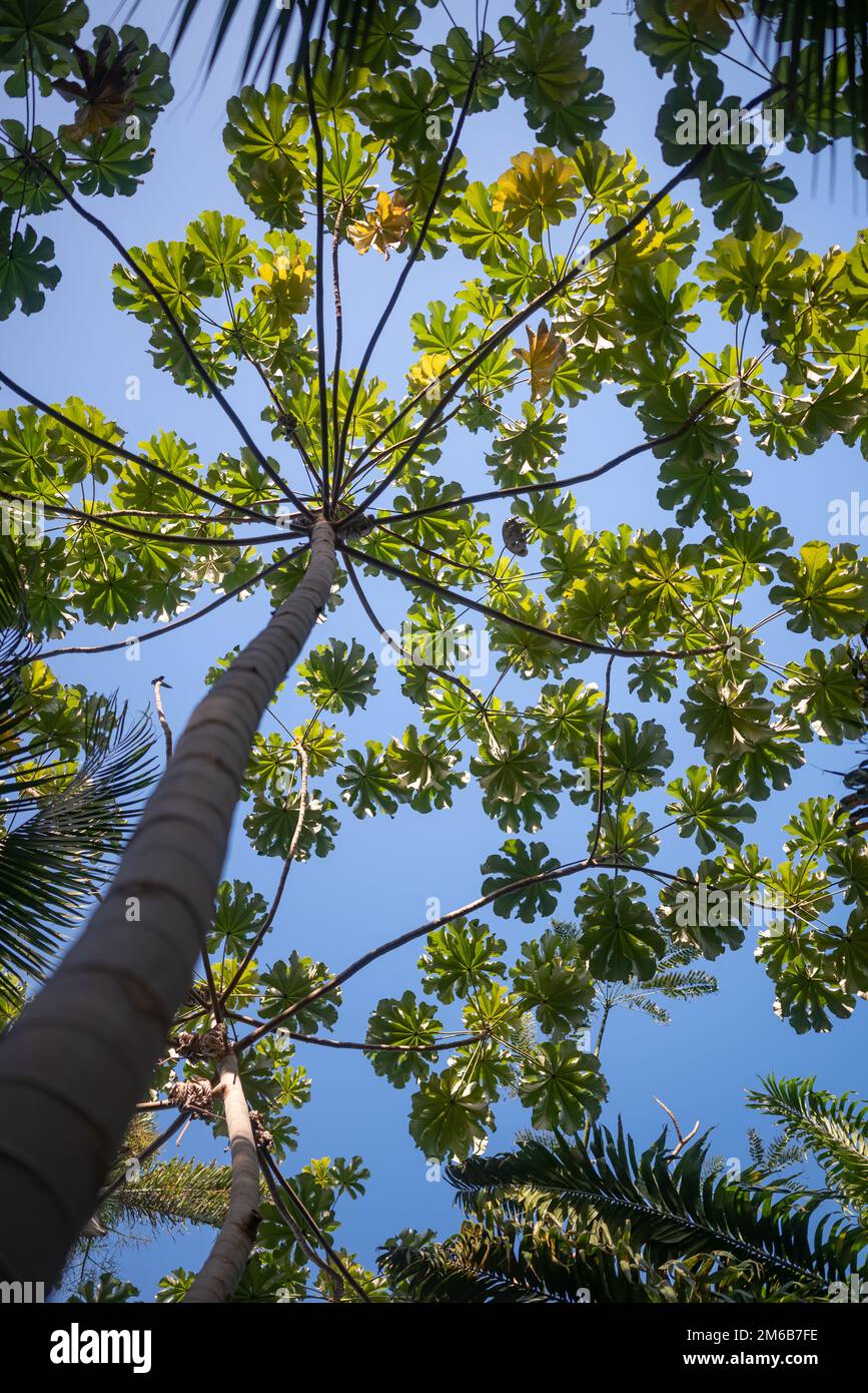 Tropische Bäume auf blauem Himmelshintergrund. Von unten nach oben auf den Trompetenbaum Stockfoto