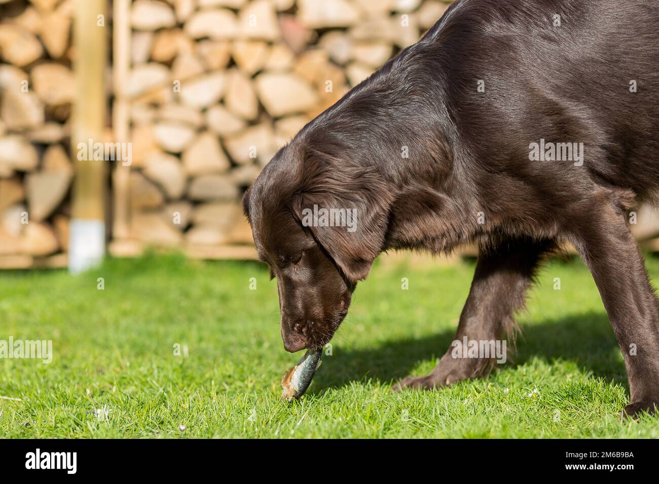 Der Hund frisst Fisch Stockfoto