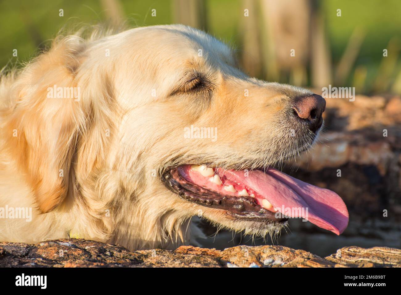 Müder Golden Retriever mit ausgestreckter Zunge und geschlossenen Augen Stockfoto