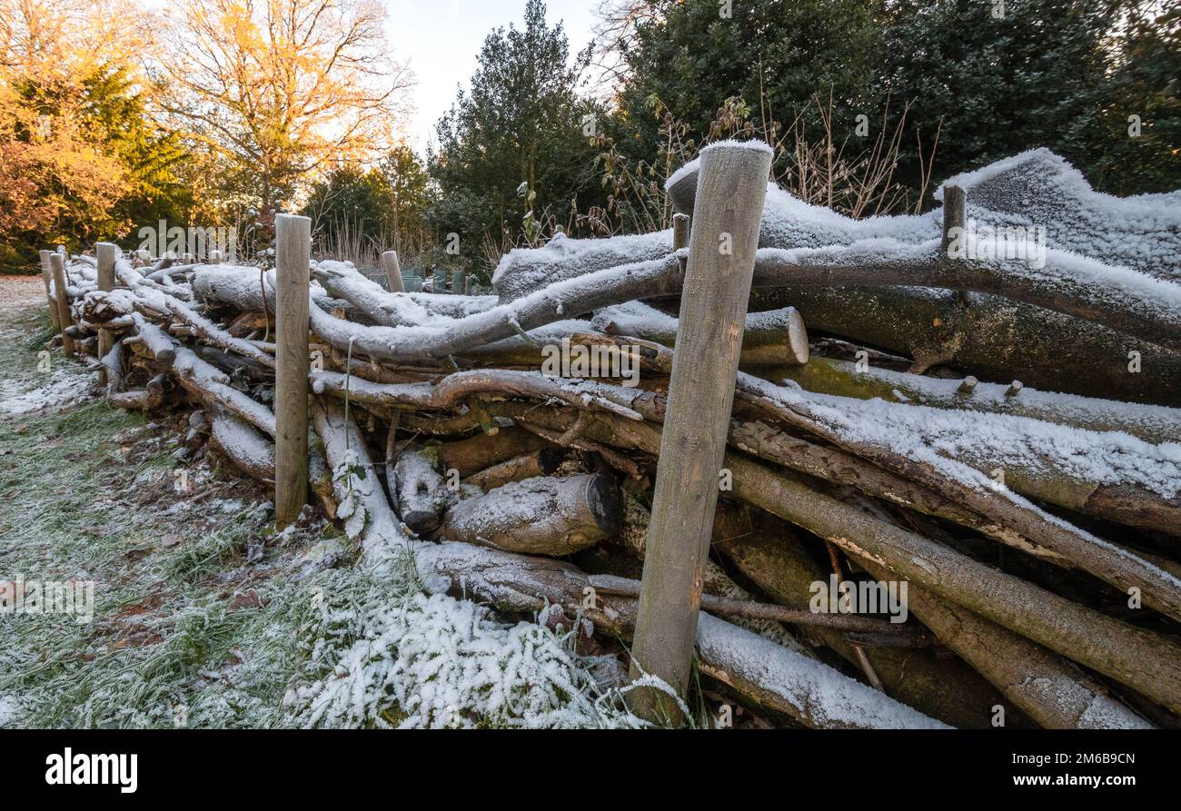 Eine schneebedeckte, rustikale Hecke aus Totholz auf dem Land, die aus abgeschnittenen Stämmen und übrig gebliebenen Ästen besteht Stockfoto