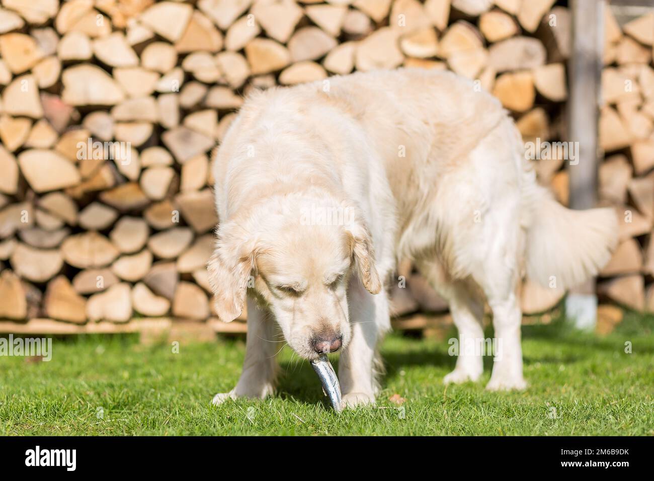 Der Hund frisst Fisch Stockfoto