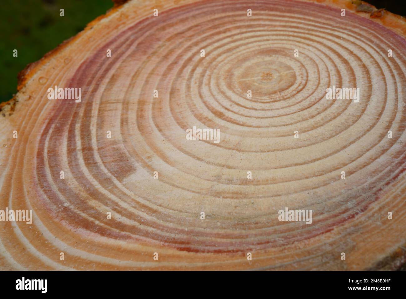 Eine Nahaufnahme der Jahreswuchsringe eines Baumes. Stockfoto