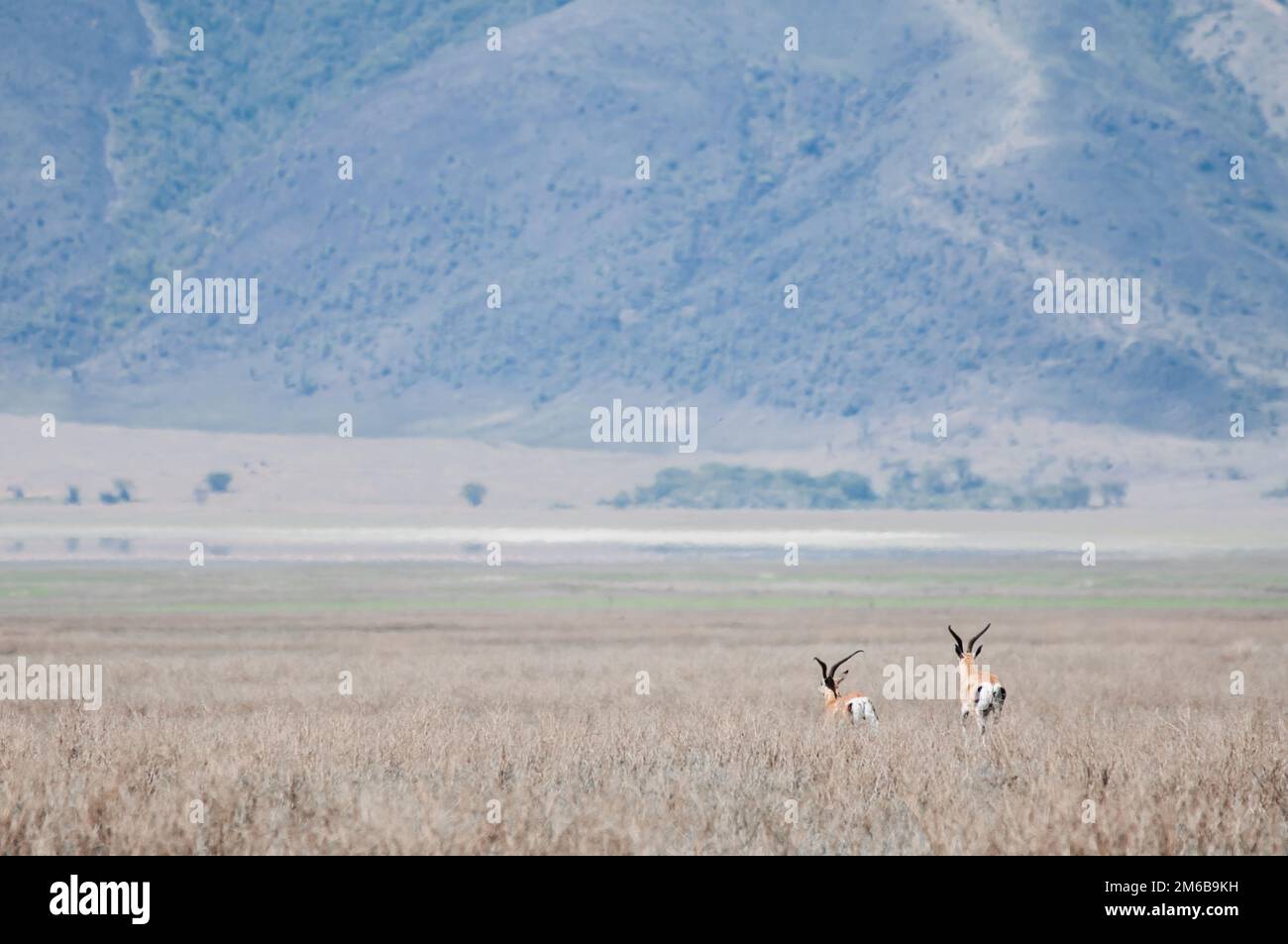 Thomson Gazelle rennt in die Ferne. Stockfoto