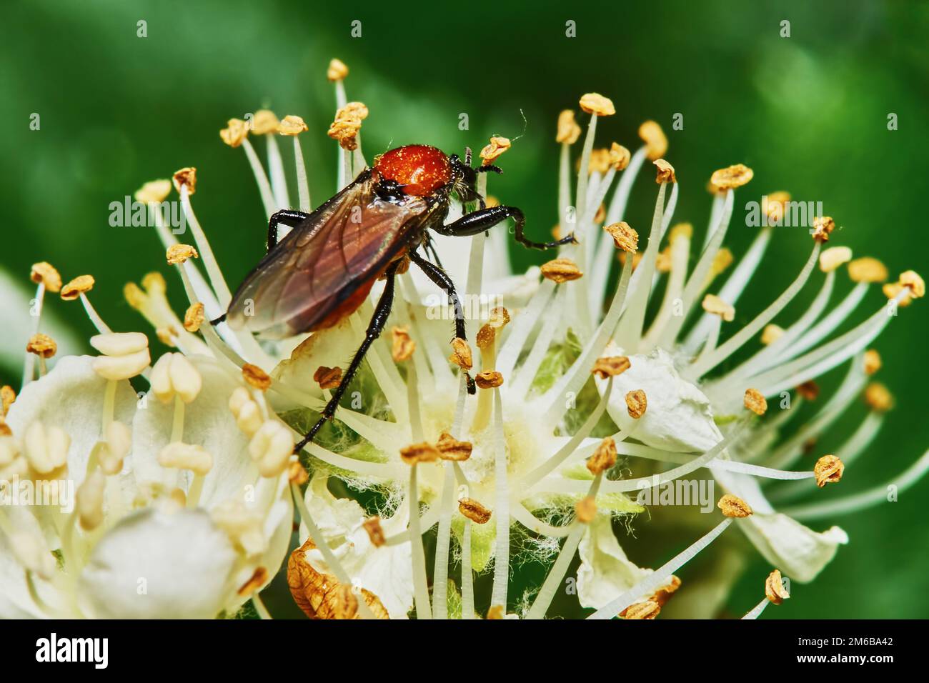 Käfer auf einer blühenden Asche Stockfoto