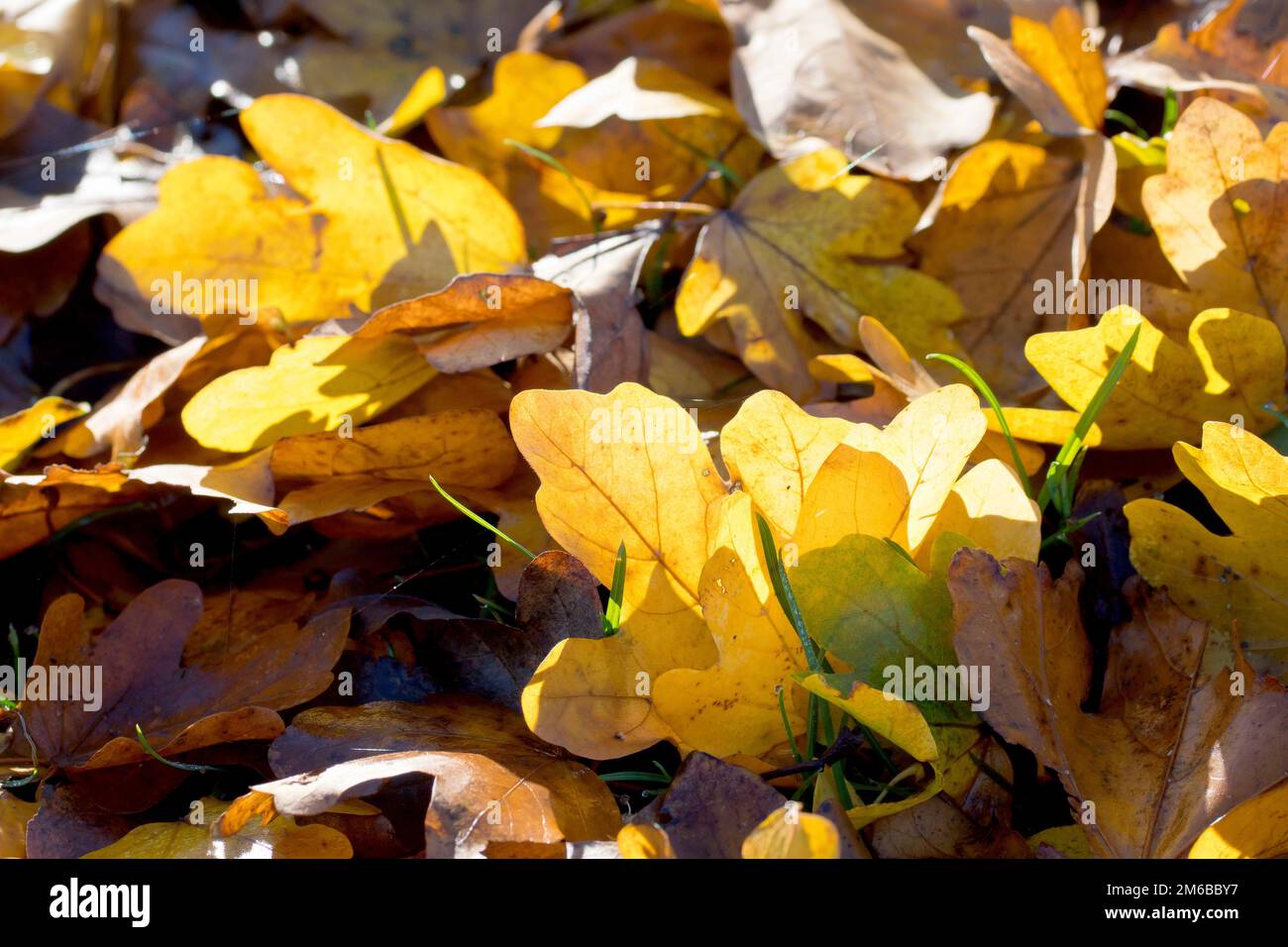 Nahaufnahme des Laubstreuers, der sich auf dem Gras eines Parks gesammelt hat, die Farben, die durch die Herbstsonne beleuchtet werden. Stockfoto