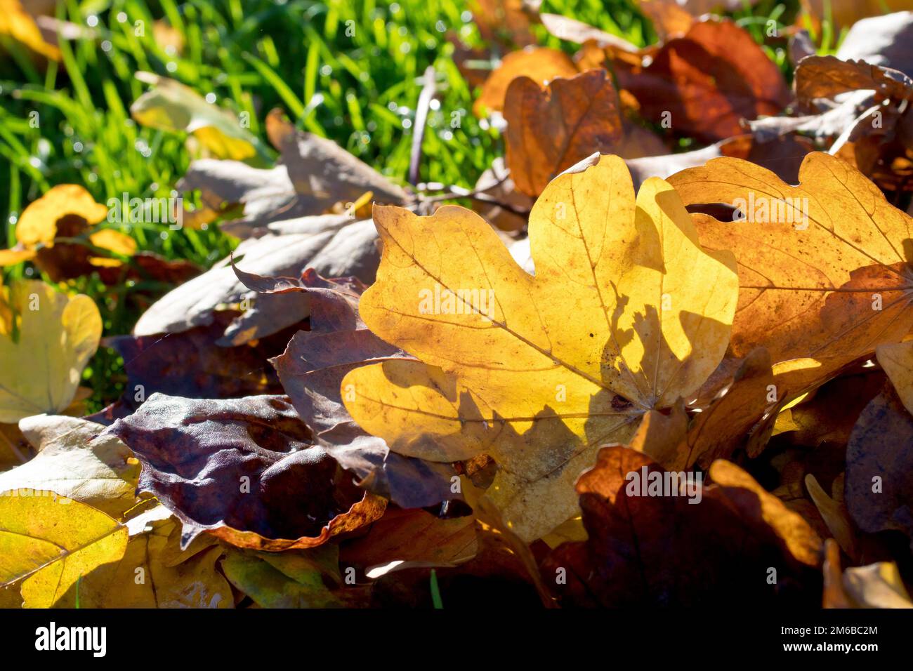 Nahaufnahme des Laubstreuers, der sich auf dem Gras eines Parks gesammelt hat, die Farben, die durch die Herbstsonne beleuchtet werden. Stockfoto