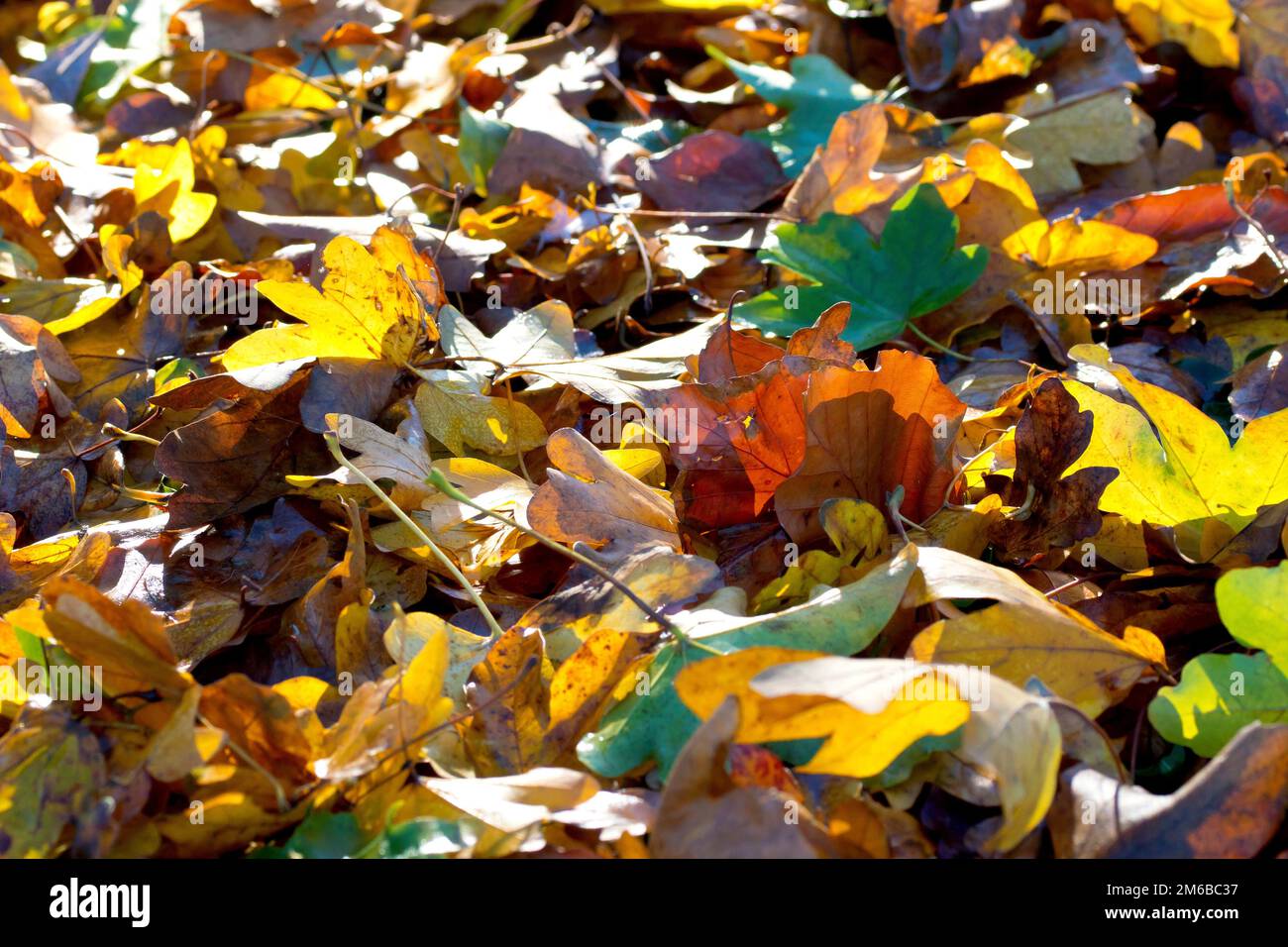 Nahaufnahme des Laubstreuers, der sich auf dem Gras eines Parks gesammelt hat, die verschiedenen Farben, die durch die Herbstsonne beleuchtet werden. Stockfoto