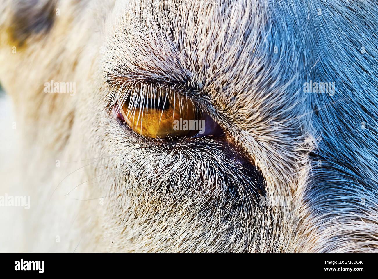 Ziegen Auge Stockfoto
