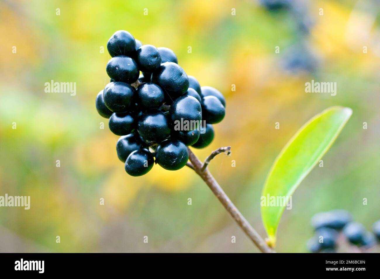 Common Privet (Ligustrum vulgare), Nahaufnahme der reifen schwarzen Beeren, die im Herbst vom Strauß produziert wurden. Die sind giftig. Stockfoto