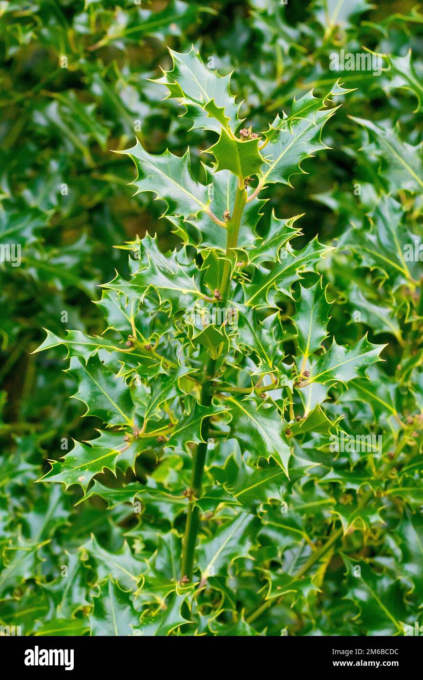 Holly (Ileex aquifolium), in der Nähe eines Zweigs des kleinen Baumes oder Strauchs, der die Spinnholzblätter und die Blütenknospen des nächsten Jahres zeigt. Stockfoto