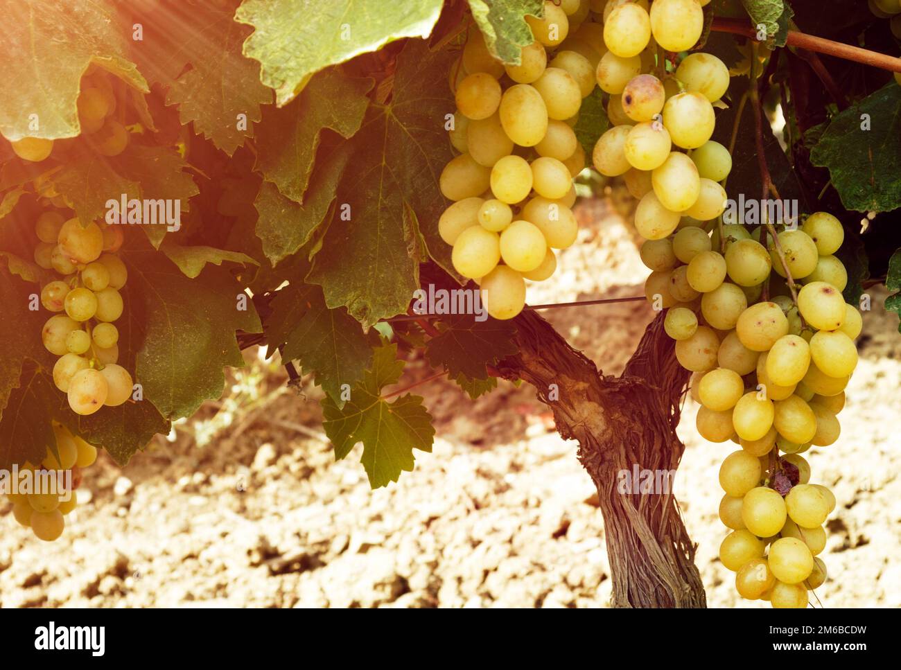 Süß und lecker Weisse Traube Bündel Stockfoto