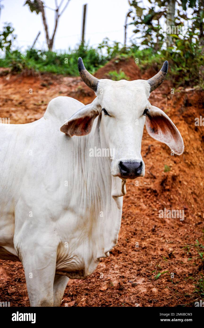 Ein weißes Zebu-Stier-Rind, das seinen Boden in Costa Rica hält. Stockfoto