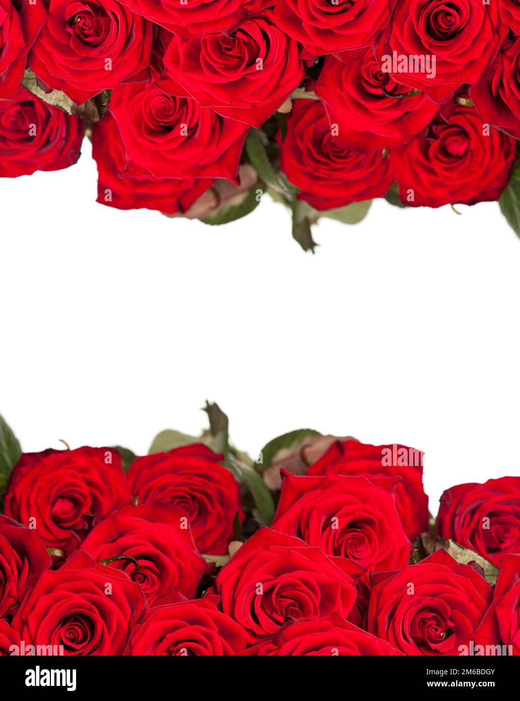 Viele rote Rosen in flachem Freiheitsgrad Stockfoto