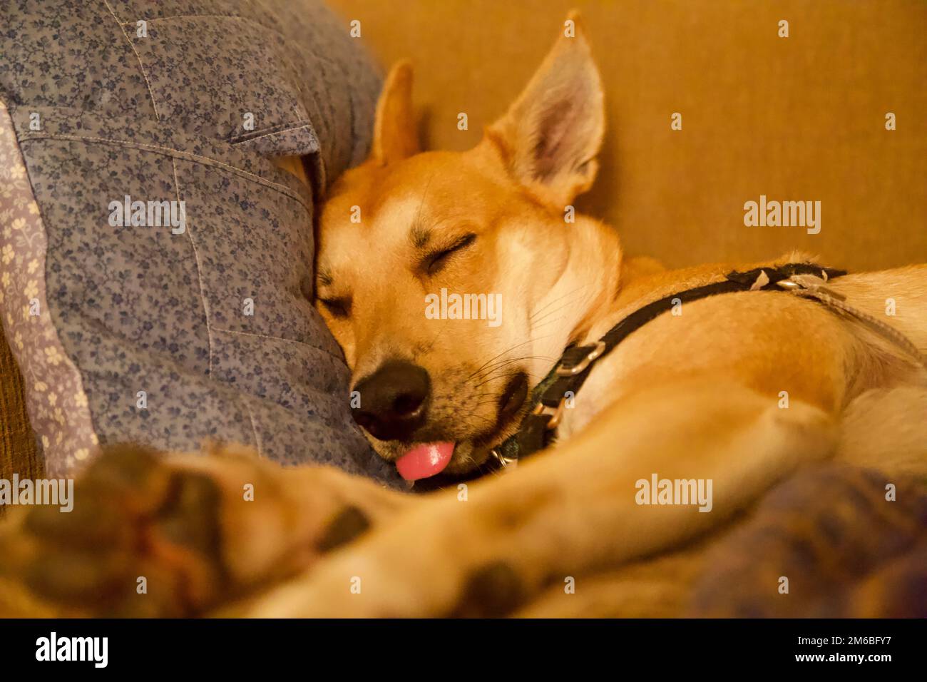 Hund, Hund auf der Couch, Hund schläft Stockfoto