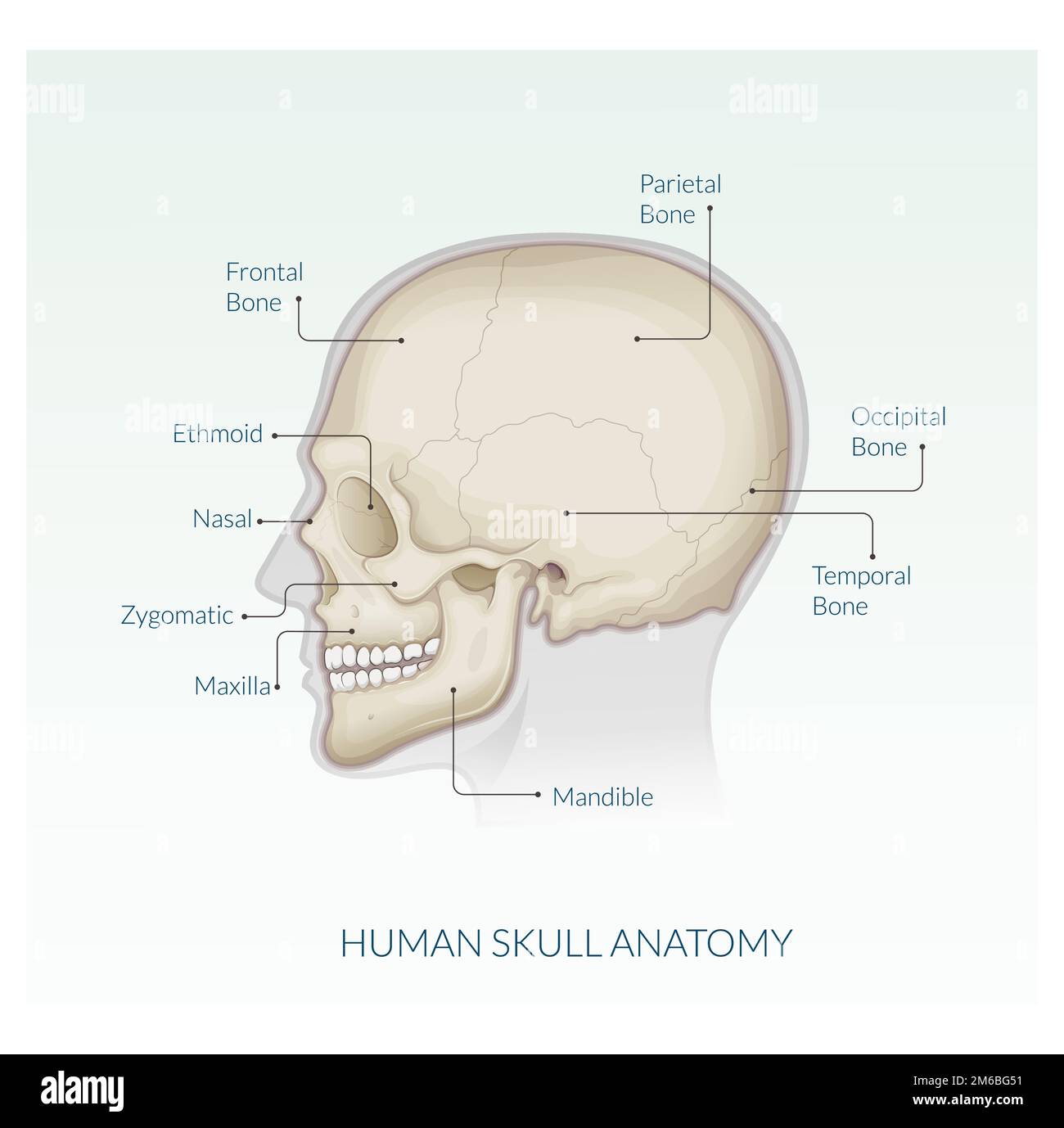 Menschlicher Schädel – Anatomie – Bestandsdarstellung als EPS 10-Datei Stock Vektor
