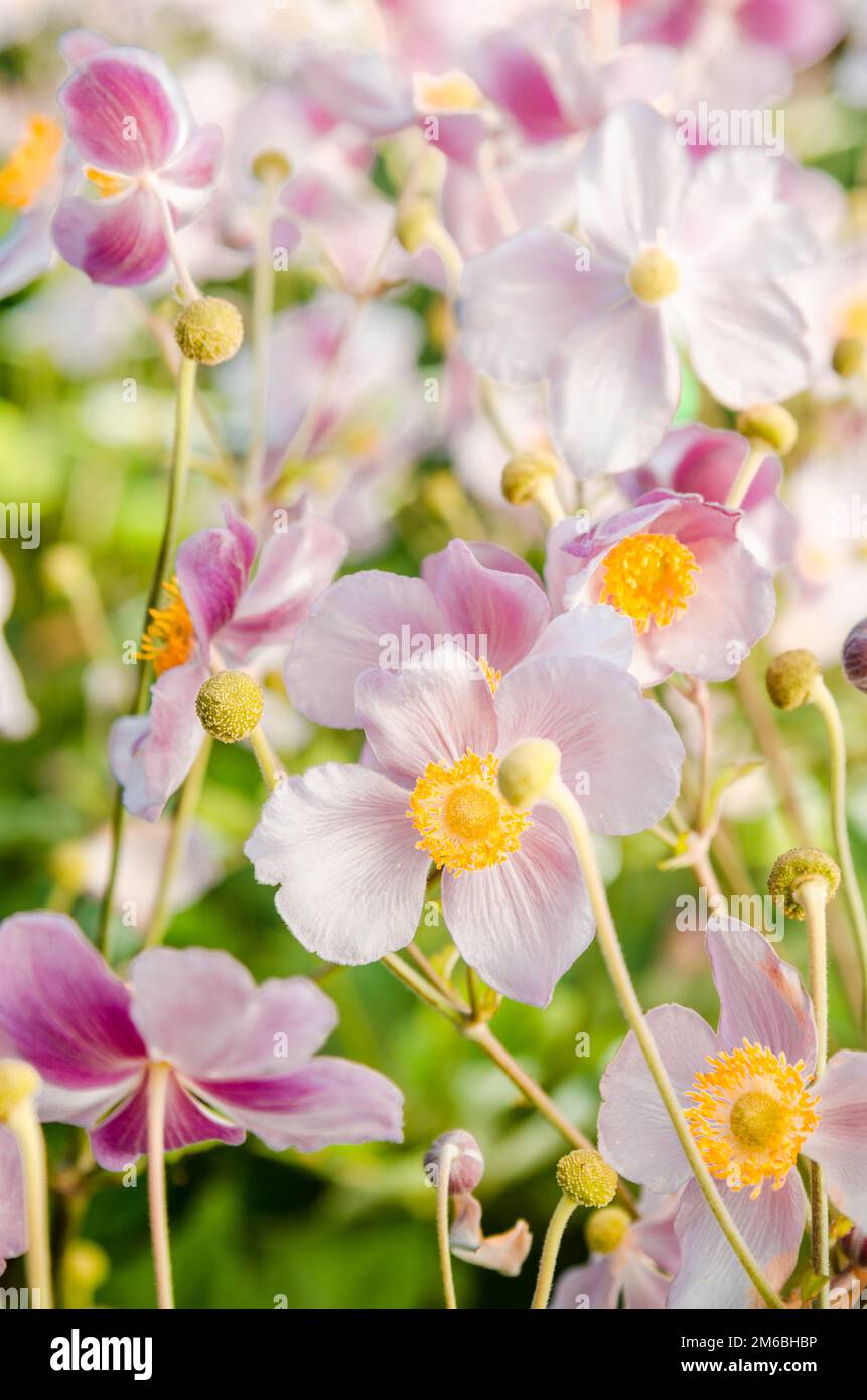Schöne Blumen Anemonen Japaner in einen Garten, eine enge Stockfoto