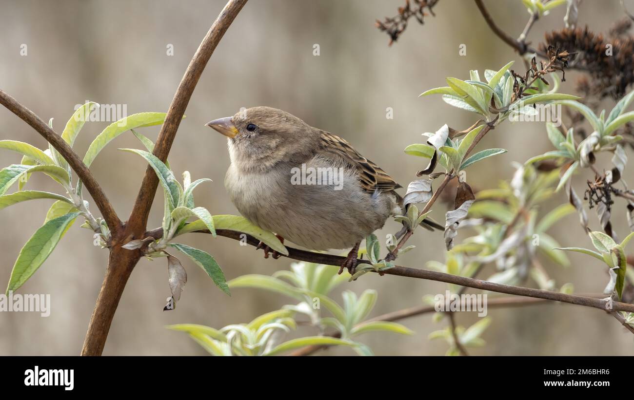 Haussperling im Flieder / House Sparrow Stockfoto Haussperling im Flieder / House Sparrow Stockfoto