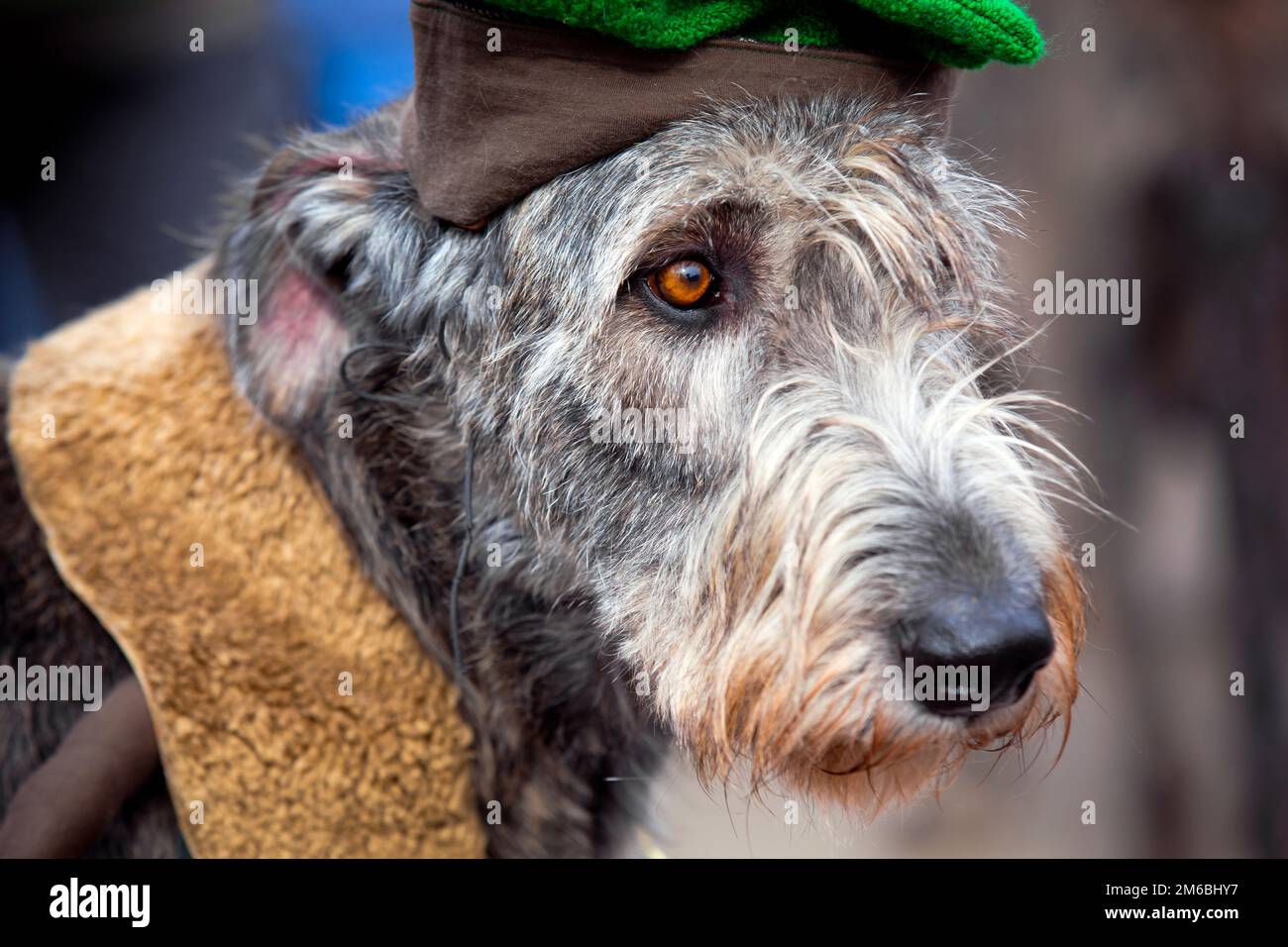 Irischer Wolfshund ist ein übergroßes Hund Stockfoto