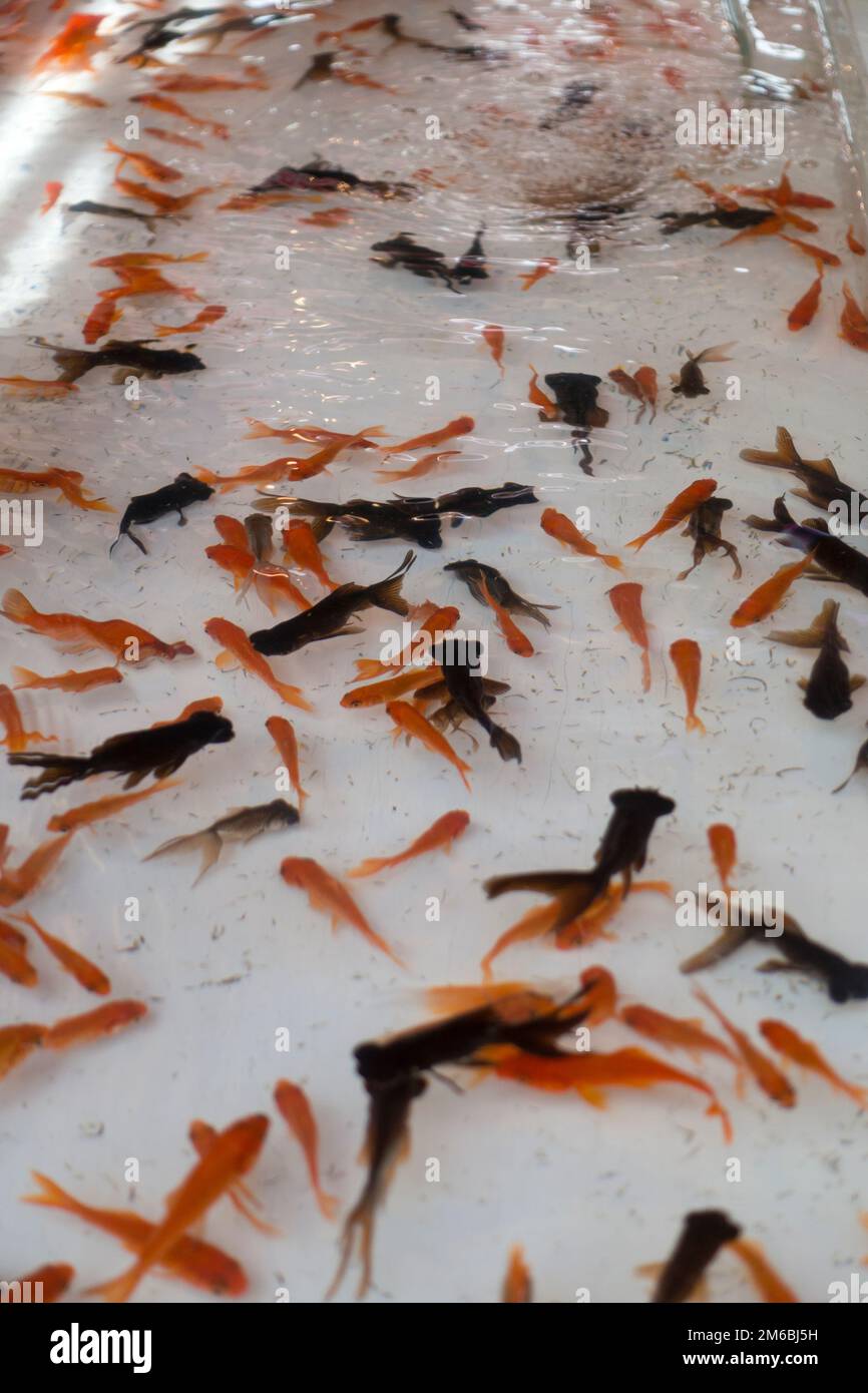 Goldfisch im Becken Stockfoto
