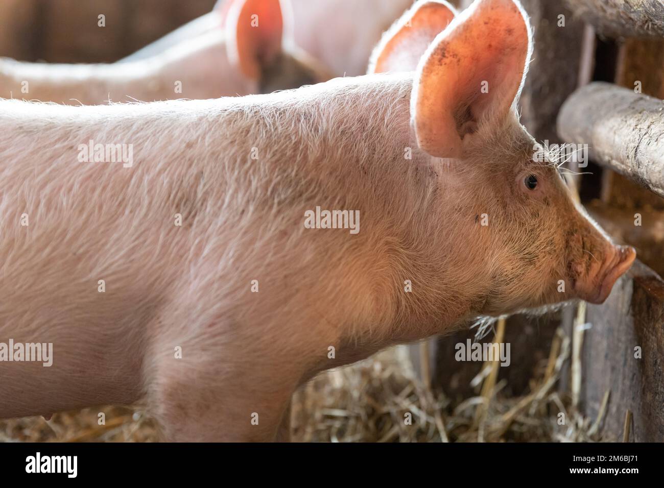 Ferkel in einem landwirtschaftlichen Betrieb in europa frei landwirtschaftlicher Nutzfläche für fleischselektive Hintergrundunschärfe Stockfoto