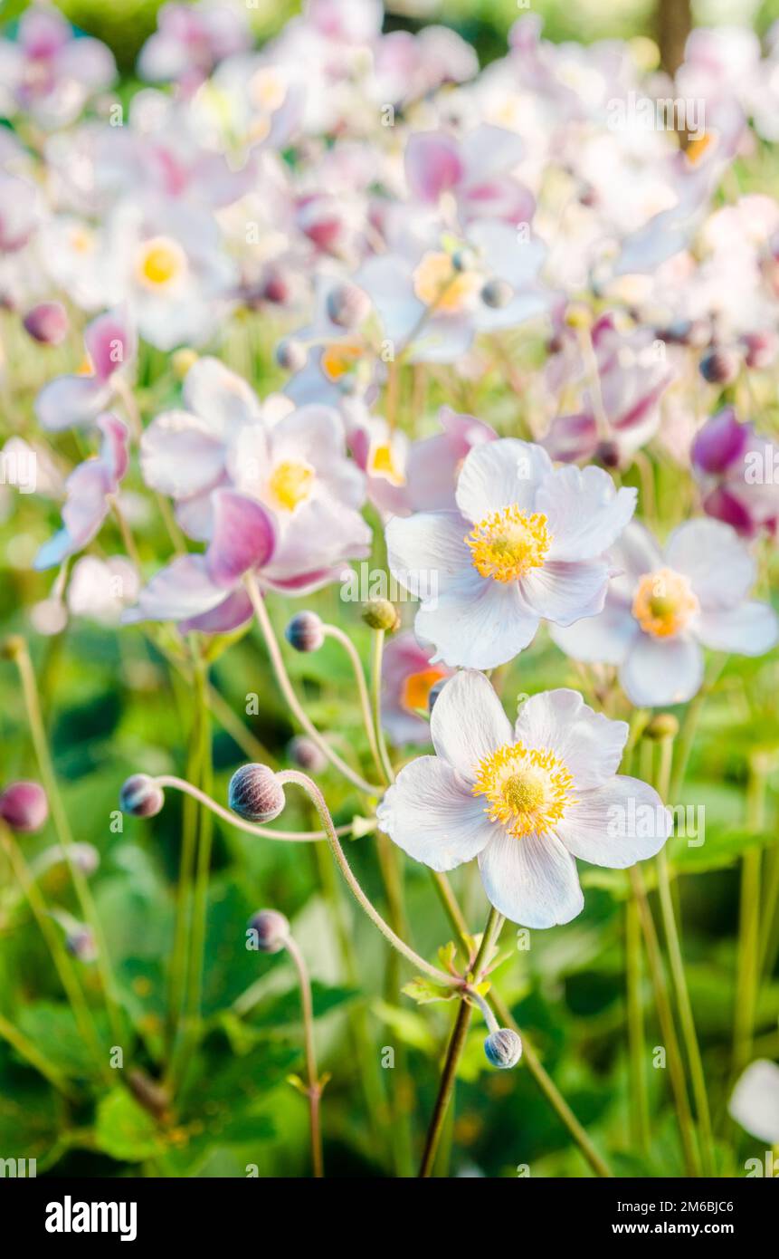 Schöne Blumen Anemonen Japaner in einen Garten, eine enge Stockfoto