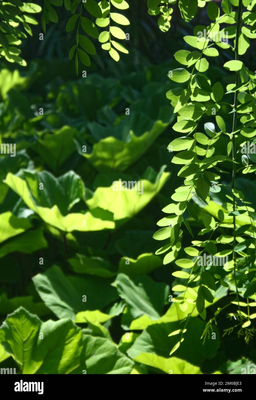 Ein Dickicht grüner Blätter Stockfoto