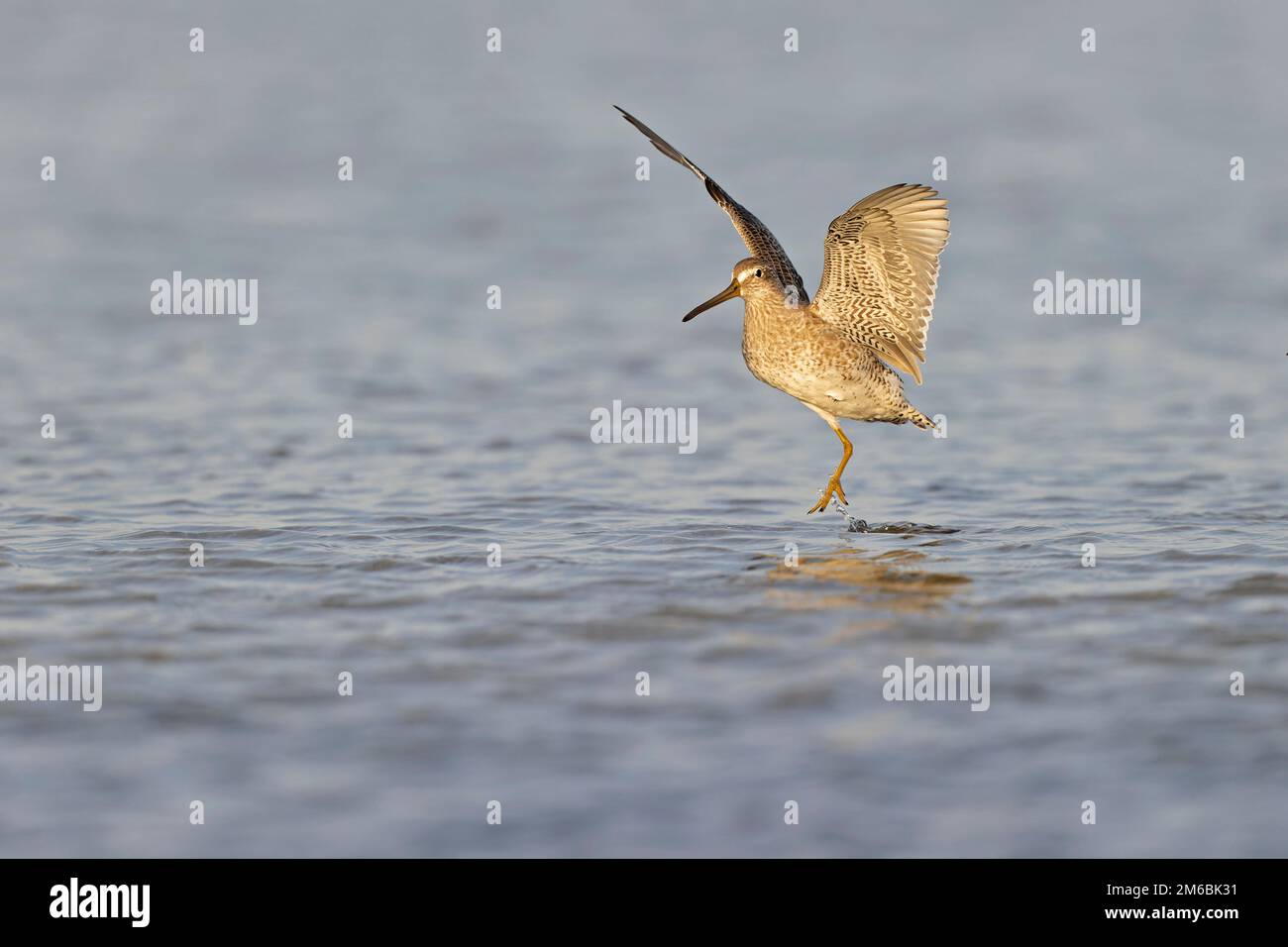 Kurzschnabeltier (Limnodromus griseus) landet im Wasser. Stockfoto