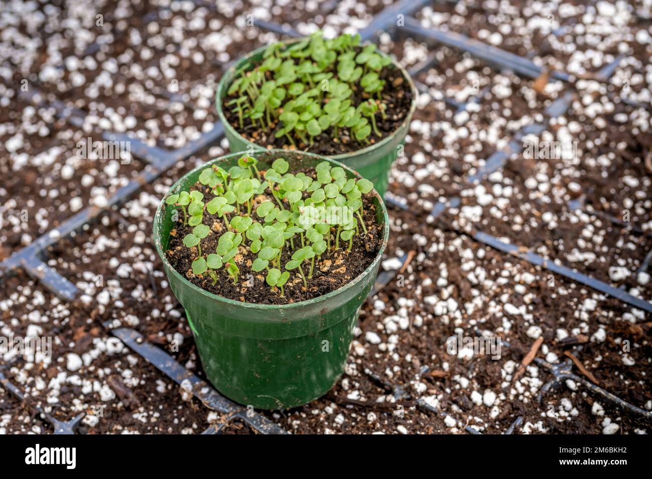 Winzige Impatienten, die bereit sind, in größere Töpfe zu transplantieren. Stockfoto