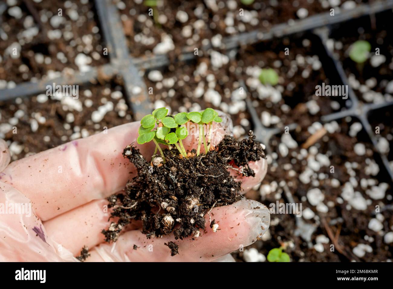 Winzige Impatienten, die bereit sind, in größere Töpfe zu transplantieren. Stockfoto