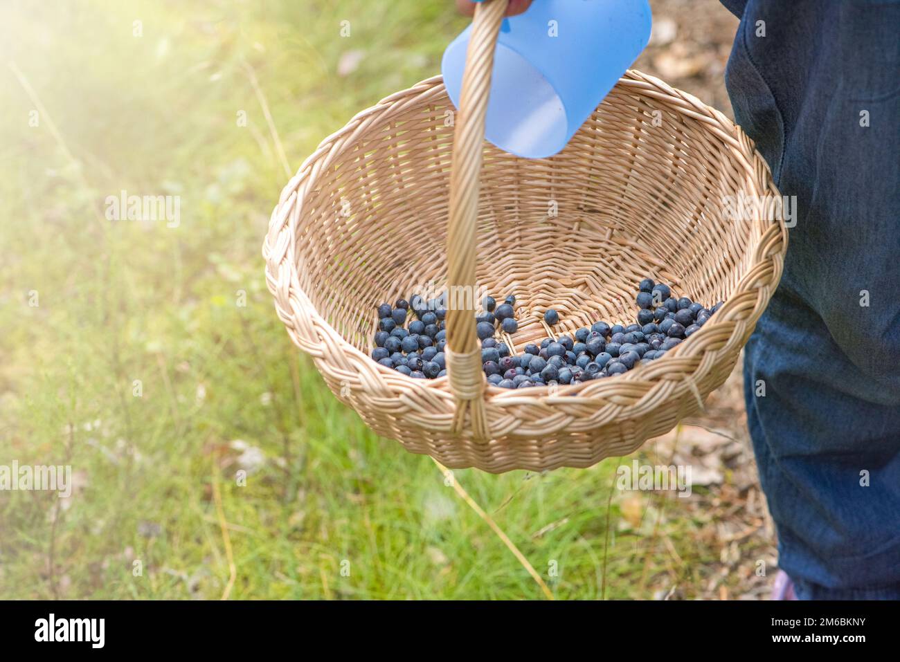 Korb mit Blaubeeren Nahaufnahme. Beerenpflückzeit. Sammle Blaubeeren in einem Korb Stockfoto