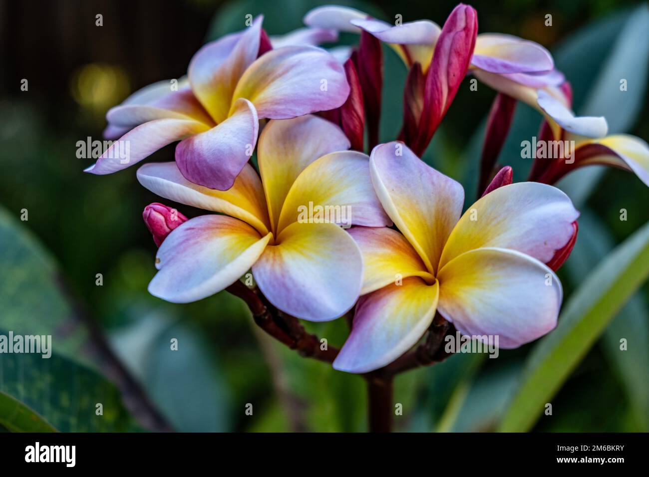 Tropische Blume mit gelben, rosa und weißen Blütenblättern. Stockfoto