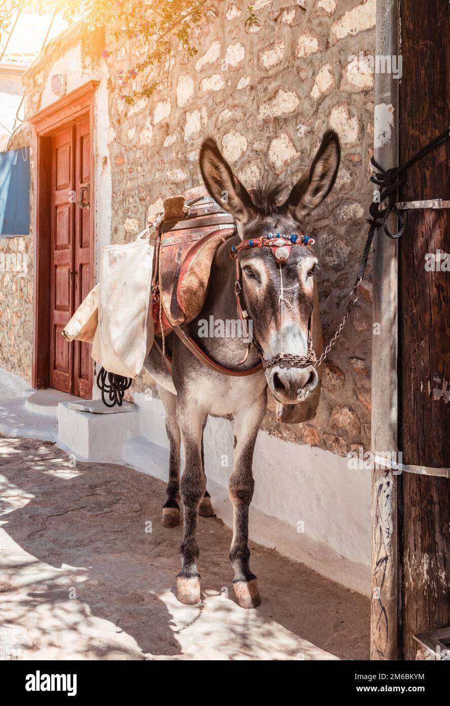 Esel auf Hydra Island, Griechenland. Stockfoto