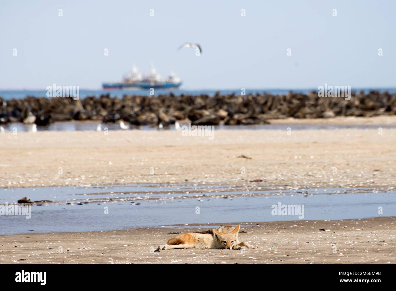Schwarzer Schakal am Strand in der Nähe der Seehundkolonie. Stockfoto