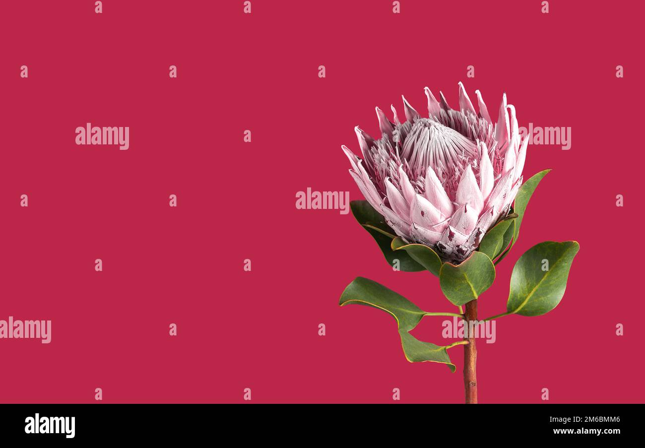 Protea-Blume, wunderschöne einzelne Blumenpflanze auf einem magentafarbenen Banner mit Viva, Hintergrund in minimalistischem Stil. Hochwertiges Foto Stockfoto