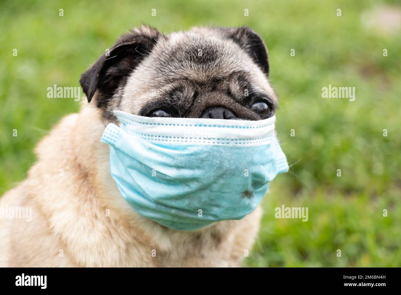 Ein Pug Dog in einer medizinischen Maske während der Covid-19-Pandemie auf einem Spaziergang auf dem Gras im Park im Frühjahr 2021 Stockfoto