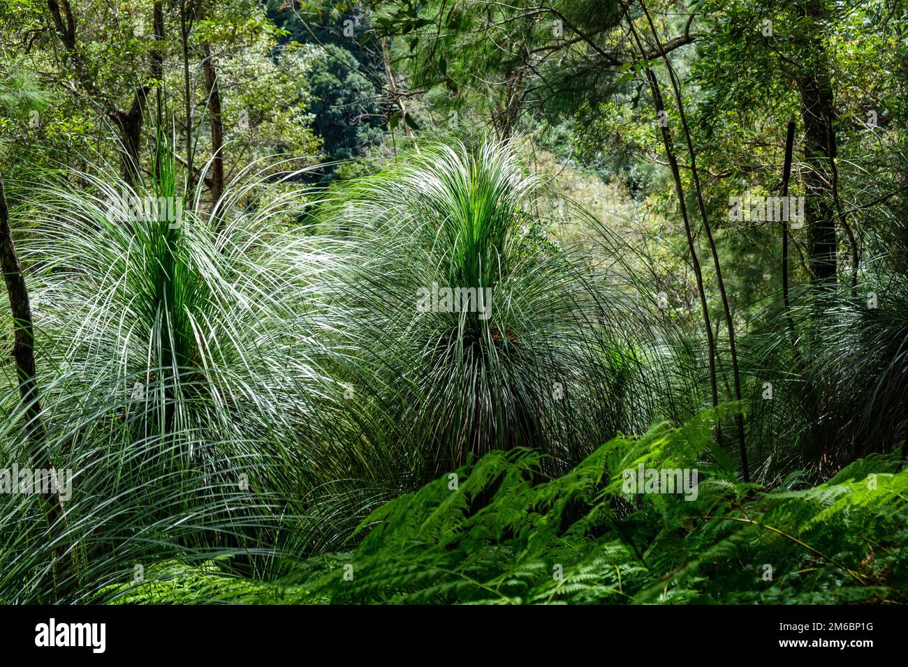 Große Grasbäume im Regenwald. Stockfoto