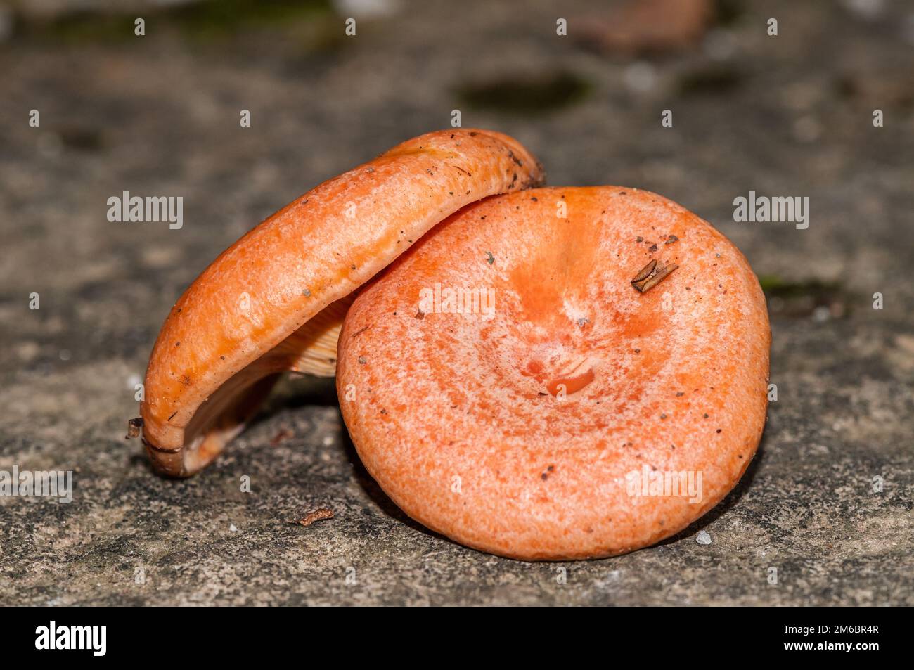 Roter Pinienpilz, Lactarius deliciosus, auf einem Stein, ähnlich wie Sanguifluus und Deterrimus, Katalonien, Spanien Stockfoto