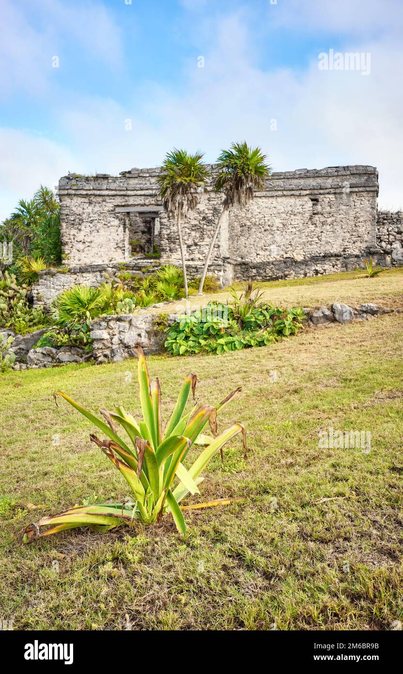 Tulum, präkolumbianische Maya-Stadt, selektiver Fokus auf die Fabrik, Yucatan, Mexiko. Stockfoto