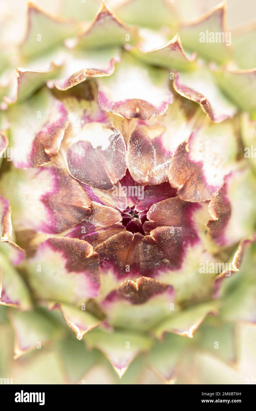 Sehr nahes natürliches Porträt von Cardoon, Cynara cardunculus, Artischockendistel, Stockfoto