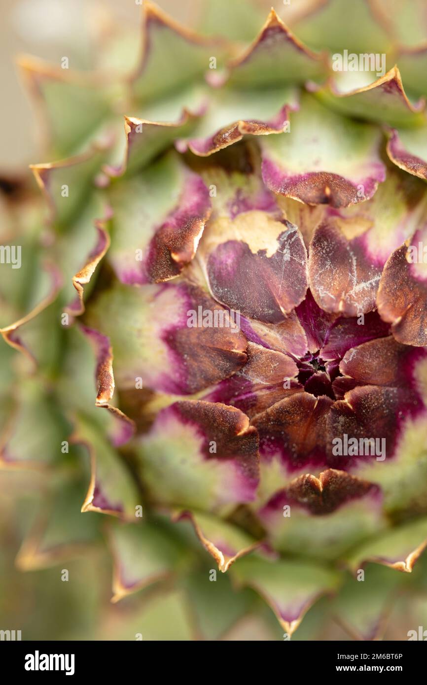 Herrschaftlicher Cardoon, Cynara Cardunculus, Artischockendistel, in guter Sonne. Natürliches, farbenfrohes Porträt mit Gartenblumen aus der Nähe Stockfoto