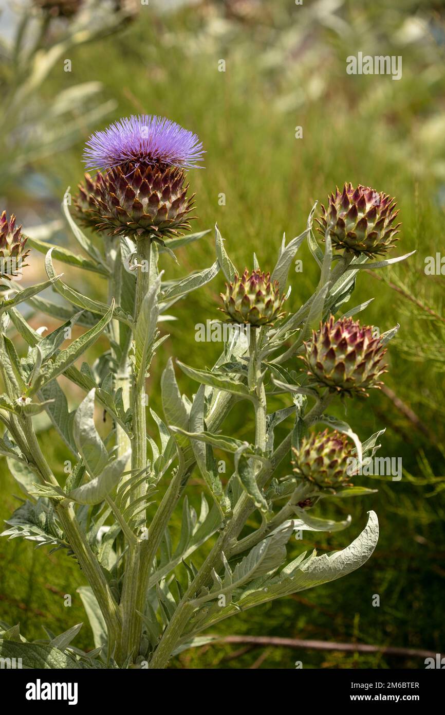 Beeindruckendes Pflanzenporträt der architektonischen Cynara cardunculus aus nächster Nähe, Artischockendistel mit natürlichem Muster und Textur Stockfoto