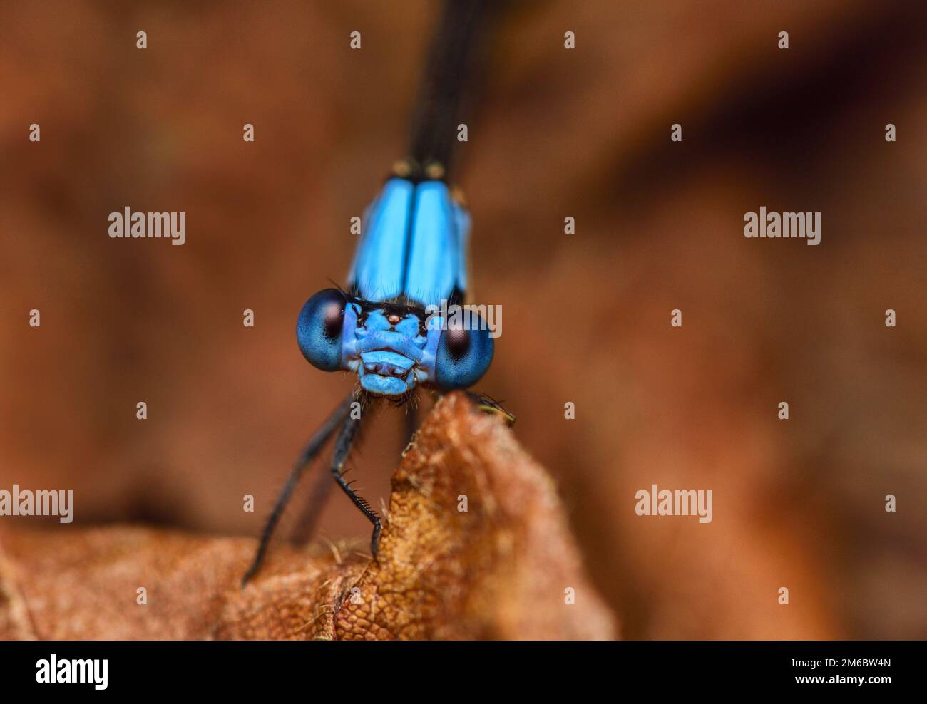 Damselfly Stockfoto