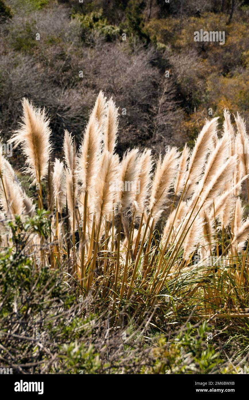 Unkrautpampas an der Küste von Big Sur, Los Padres National Forest, Kalifornien, USA Stockfoto